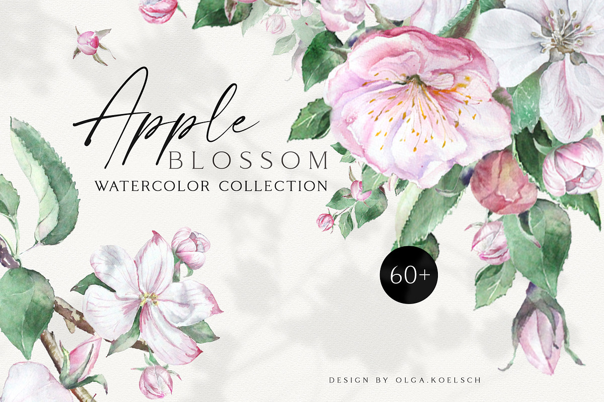 Apple Blossom, a Decorative Illustration by Olga Koelsch (Photo 1 of 9)