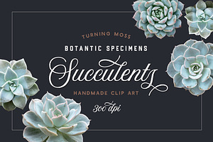 Succulents - Botanic Specimens