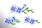 Chicory. Watercolor collection, a Food Illustration by Daria Ustiugova (Thumbnail 3 of 9)