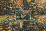 Butterfly Photo Pack, an Object Graphic by Salman Photocreative (Thumbnail 3 of 4)