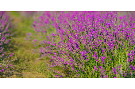 Blooming lavender in the garden, a Nature Photo by yanadjana