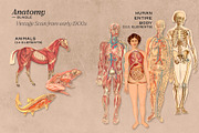 Anatomy Collage Elements 200+, an Illustration by Francesco Stefanini (Thumbnail 2 of 10)