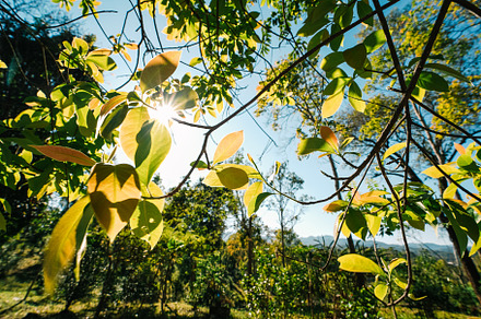 bright green trees and leaves in spring, a Nature Photo by Art Rachen
