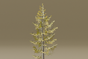 The European Larch Tree, a Plants & Tree 3D Model by FuturePastCreatives (Thumbnail 9 of 9)