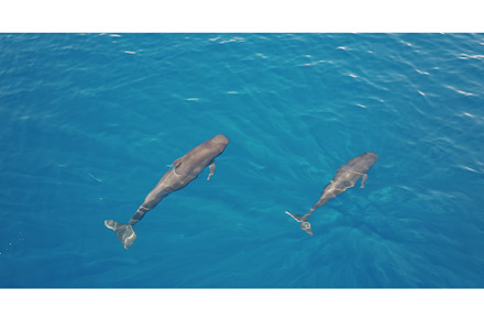 Two pilot whales swimming in blue
