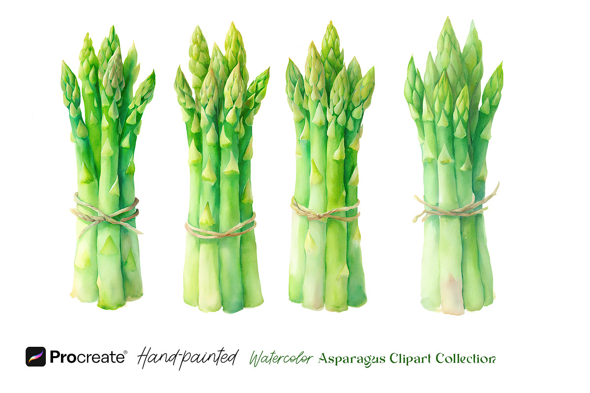 Watercolor Asparagus Clipart, a Food Illustration by crafty (Photo 3 of 5)