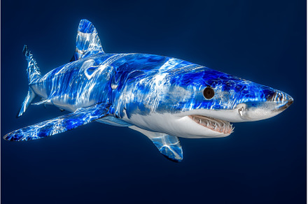 Off the coast of Western Cape, South, an Animal Photo by ZinetroN