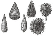 Hand drawn sketches of cypress tree, a Decorative Illustration by CGterminal (Thumbnail 2 of 7)