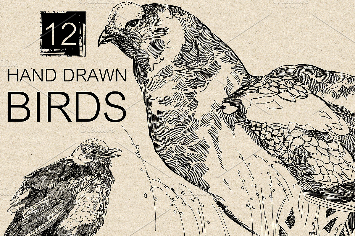12 Hand drawn birds, an Animal Illustration by Daria Maier (Photo 5 of 5)