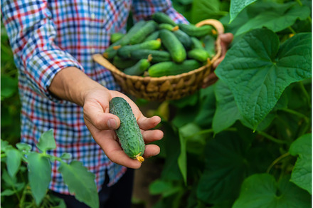 A man holds a harvest of cucumbers, a Food & Drink Photo by yanadjana