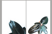 Rubber tree bundle stock photos, a Product Mockup by So Still Studio (Thumbnail 3 of 4)