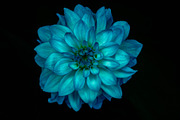 Colorful Dahlia Flower Photo Bundle, a Nature Photo by Silent Nature (Thumbnail 3 of 6)