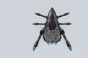 Monster Bug, a Characters & Person 3D Model by NojskaAksjon (Thumbnail 6 of 22)