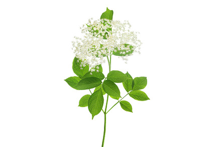 Elderberry flower or Sambucus nigra, a Nature Photo by NataPhoto