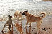 Attack two pet dogs on the third dog preview 3