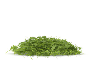 Arugula PS
