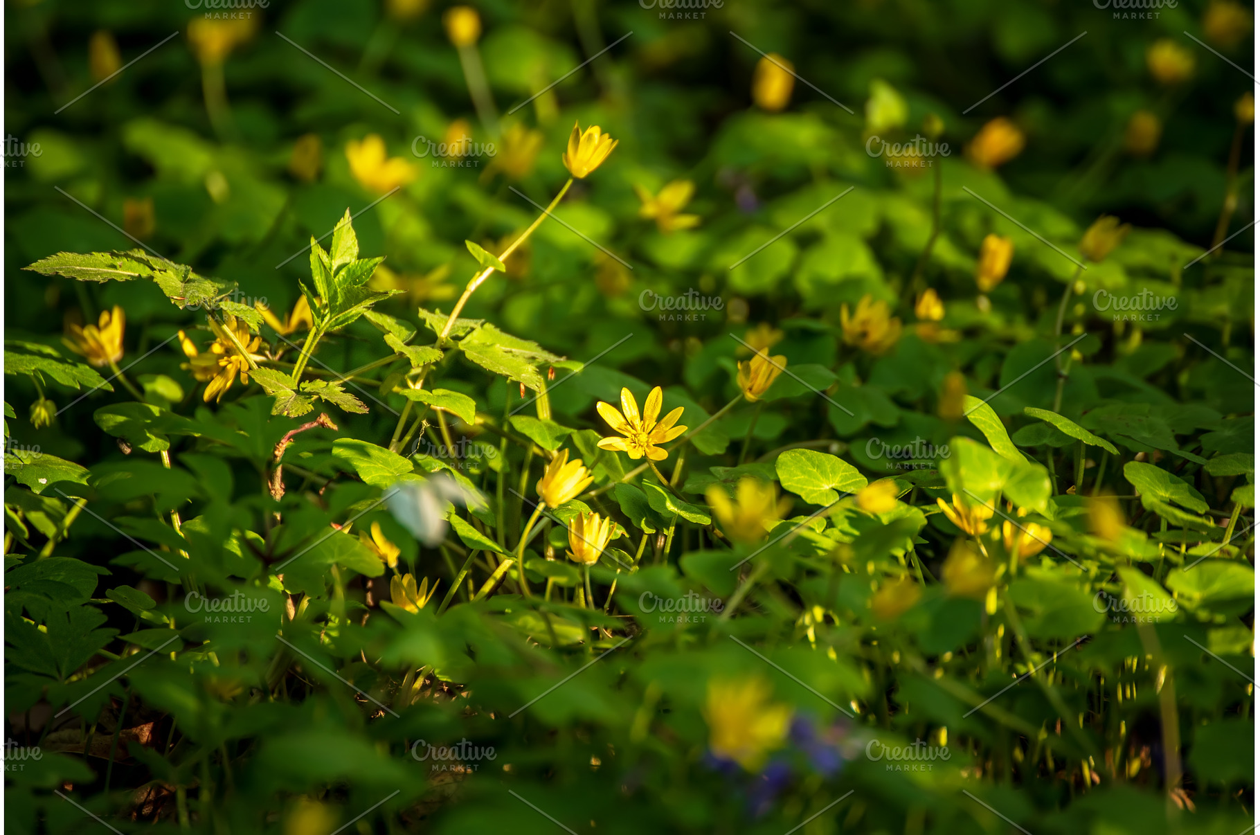 Yellow spring flowers growing in the, a Nature Photo by Nature and travel