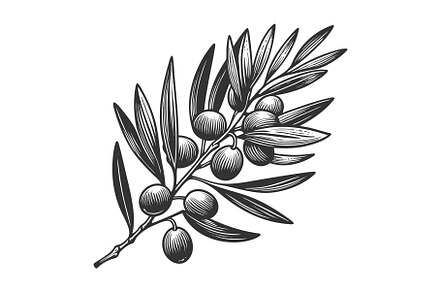 olive branch plant sketch vector, a Food Illustration by AlexArt