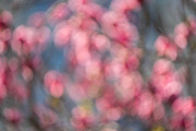 Pink Blossom Bokeh Background, a Nature Photo by Silent Nature (Thumbnail 1 of 4)