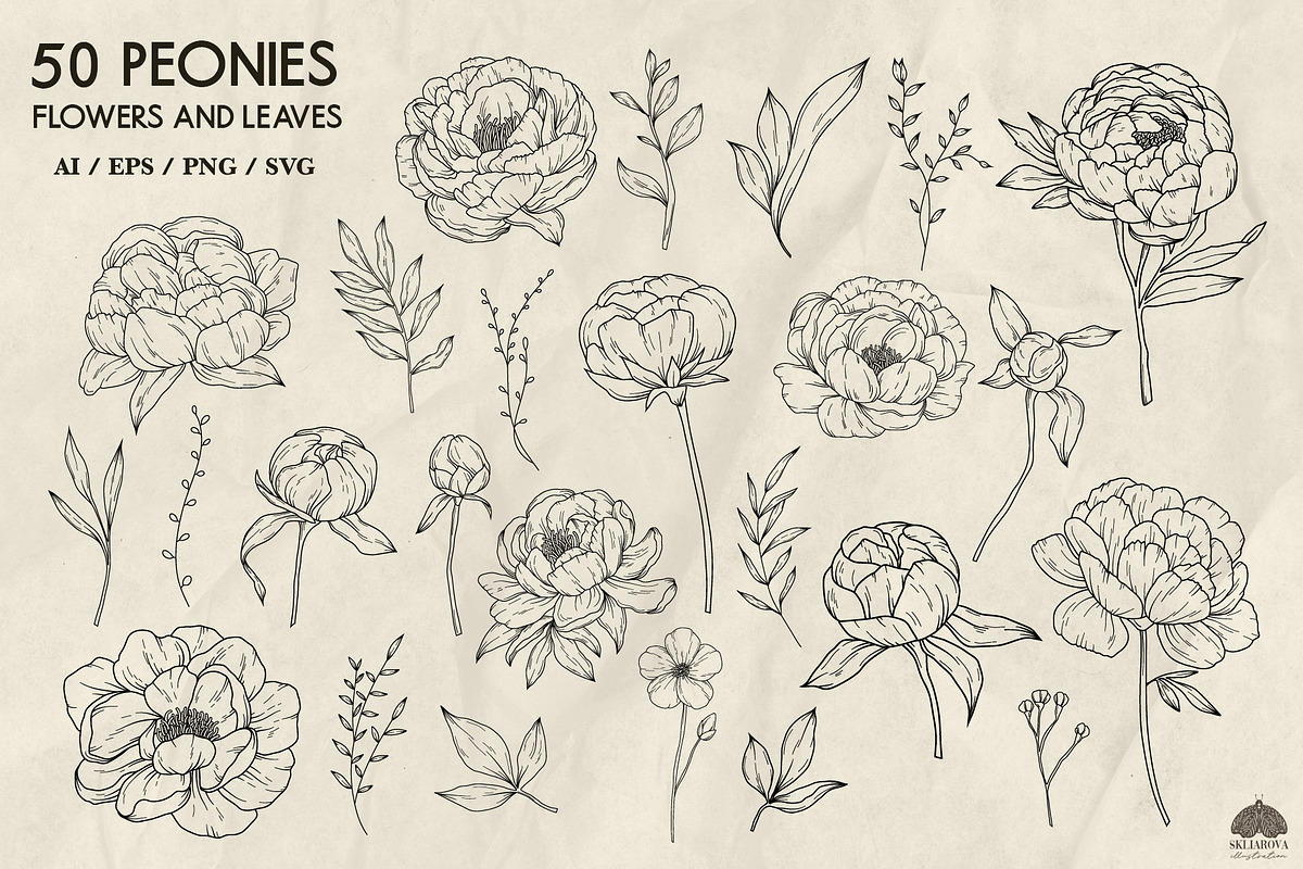Peony flowers line art illustration