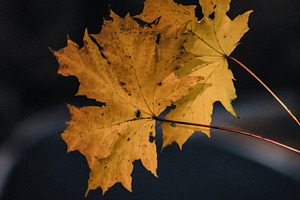 Leaf #10, a Photo by jakub_kopecky