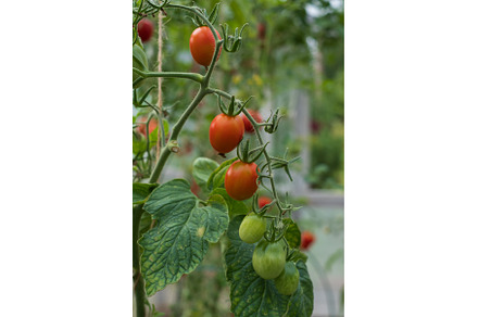 Red ripe tomatoes grown in a, a Food & Drink Photo by Koldunov