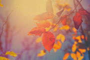 Hazy Sunlit Autumn Leaves, a Nature Photo by Vanilla Extinction (Thumbnail 1 of 2)