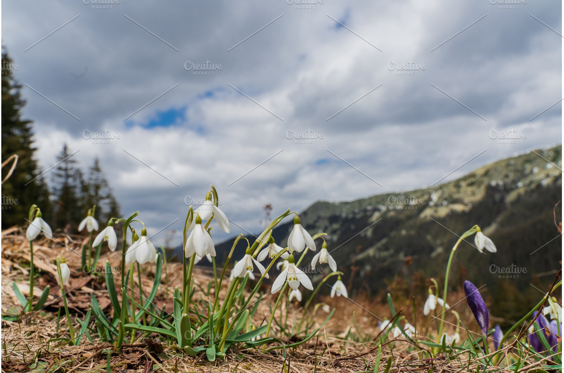 Spring landscape with the first, a Nature Photo by oksix