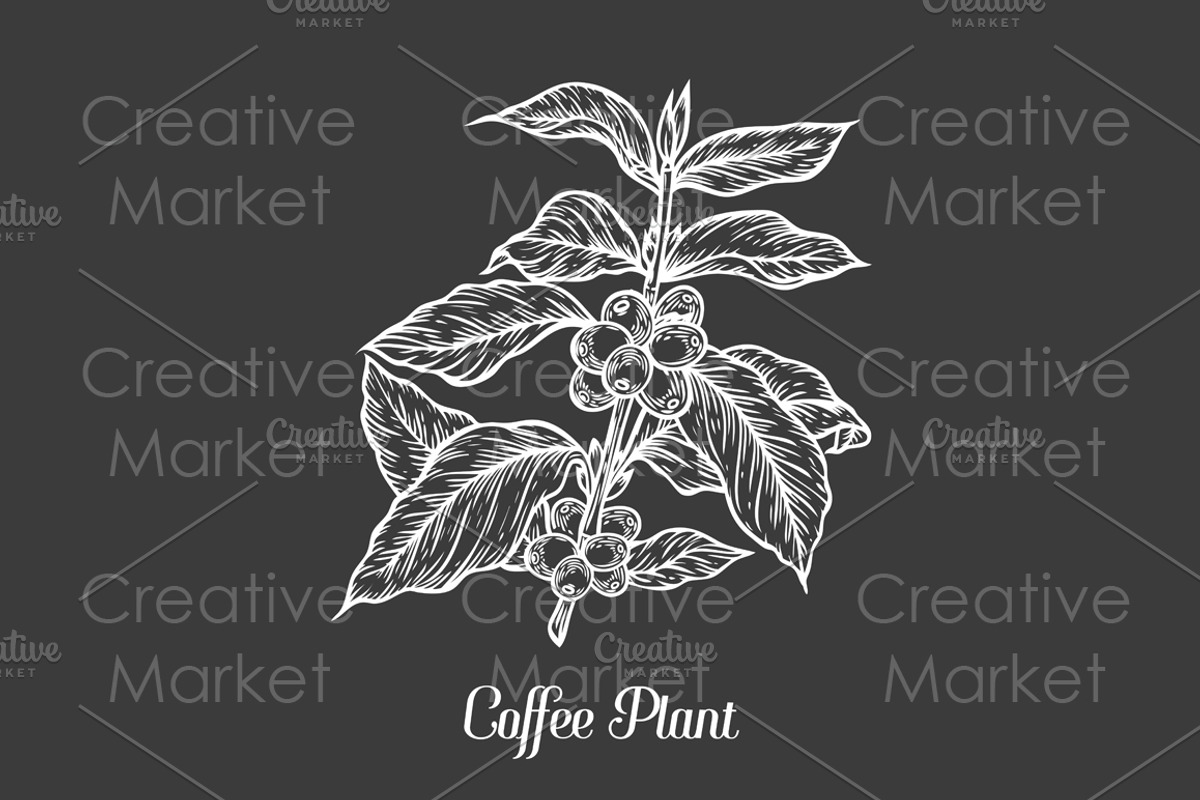 Coffee plant hand drawn illustration, a Food Illustration by Sketch Seven Shop (Photo 2 of 2)