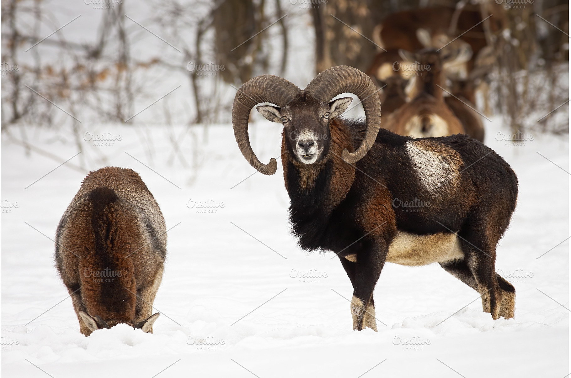 Two mouflon standing on snowy meadow, an Animal Photo by WildMedia