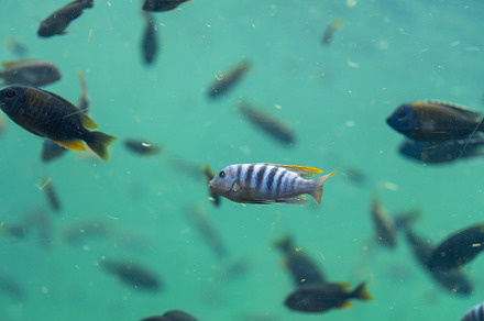 Vibrant purple fish swimming among school in water