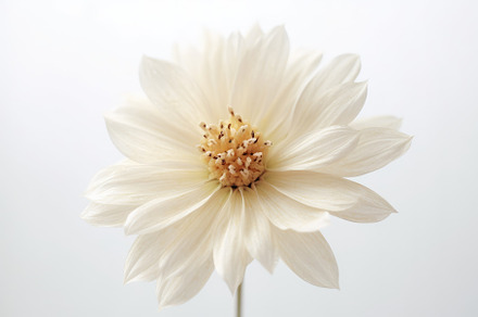 A still - life photograph of a single flower against a plain bac, a Nature Photo by designvectx