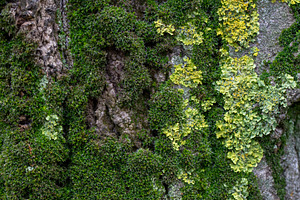 Captivating macro view of green moss on tree bark, a Nature Photo by OSORIOartist