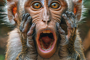 236 surprised animals, an Animal Photo by Handmadefont (Thumbnail 100 of 241)