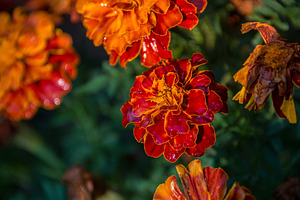 Marigold flowers in the garden containing flower, orange, and marigold