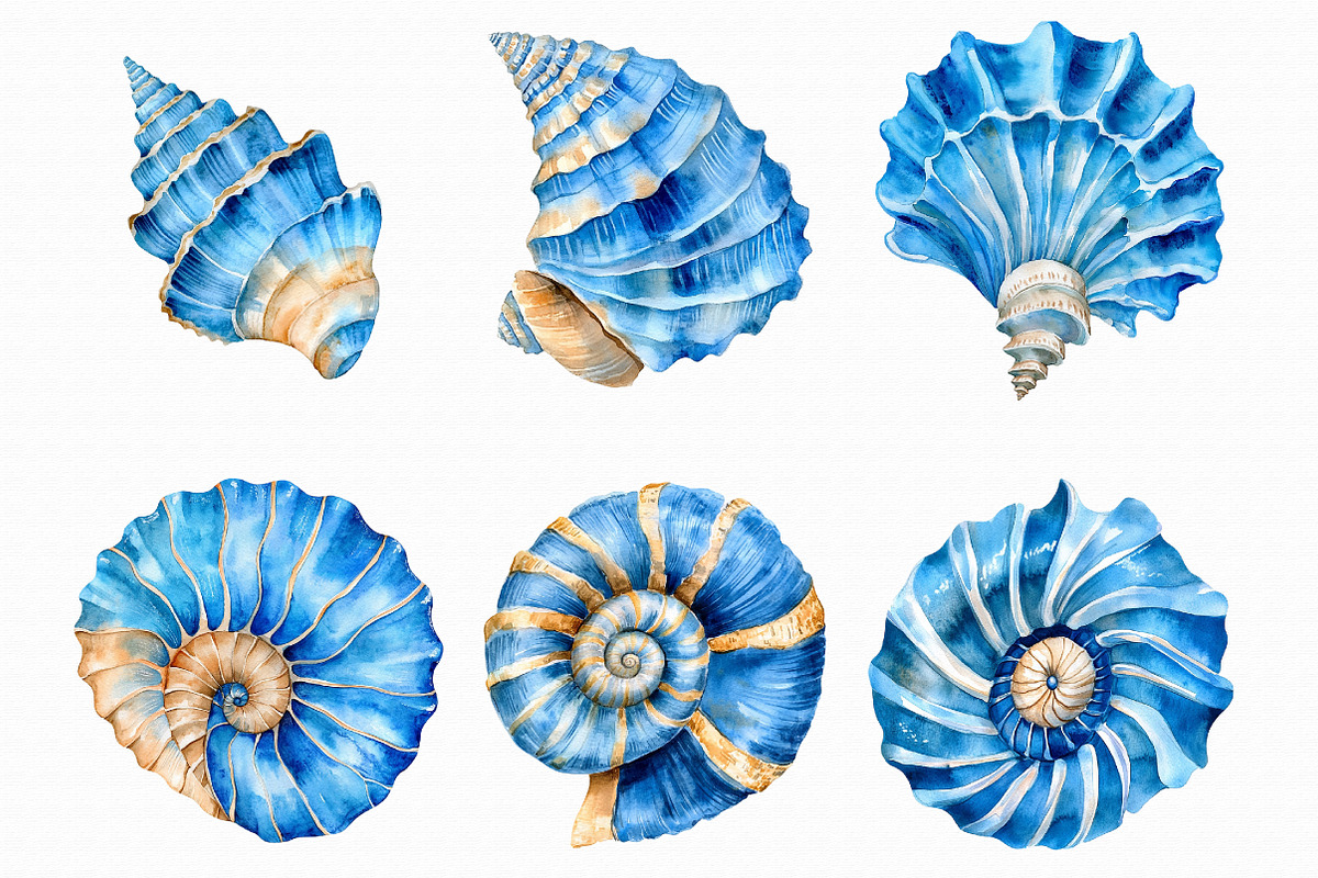 Watercolor Seashell Clipart, an Illustration by Libby Wishes (Photo 4 of 5)