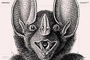 Halloween Special! Bats of the World, an Animal Illustration by Nomad Visuals (Thumbnail 6 of 17)