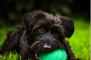 A Playful Black Yorkshire Terrier, an Animal Photo by MadPhotos
