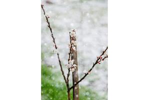 Trees bloom snow spring. Selective, a Nature Photo by yanadjana