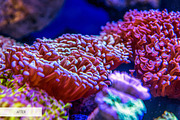 Underwater Photography Presets, a Plug-in Add-On by FixThePhoto (Thumbnail 30 of 32)