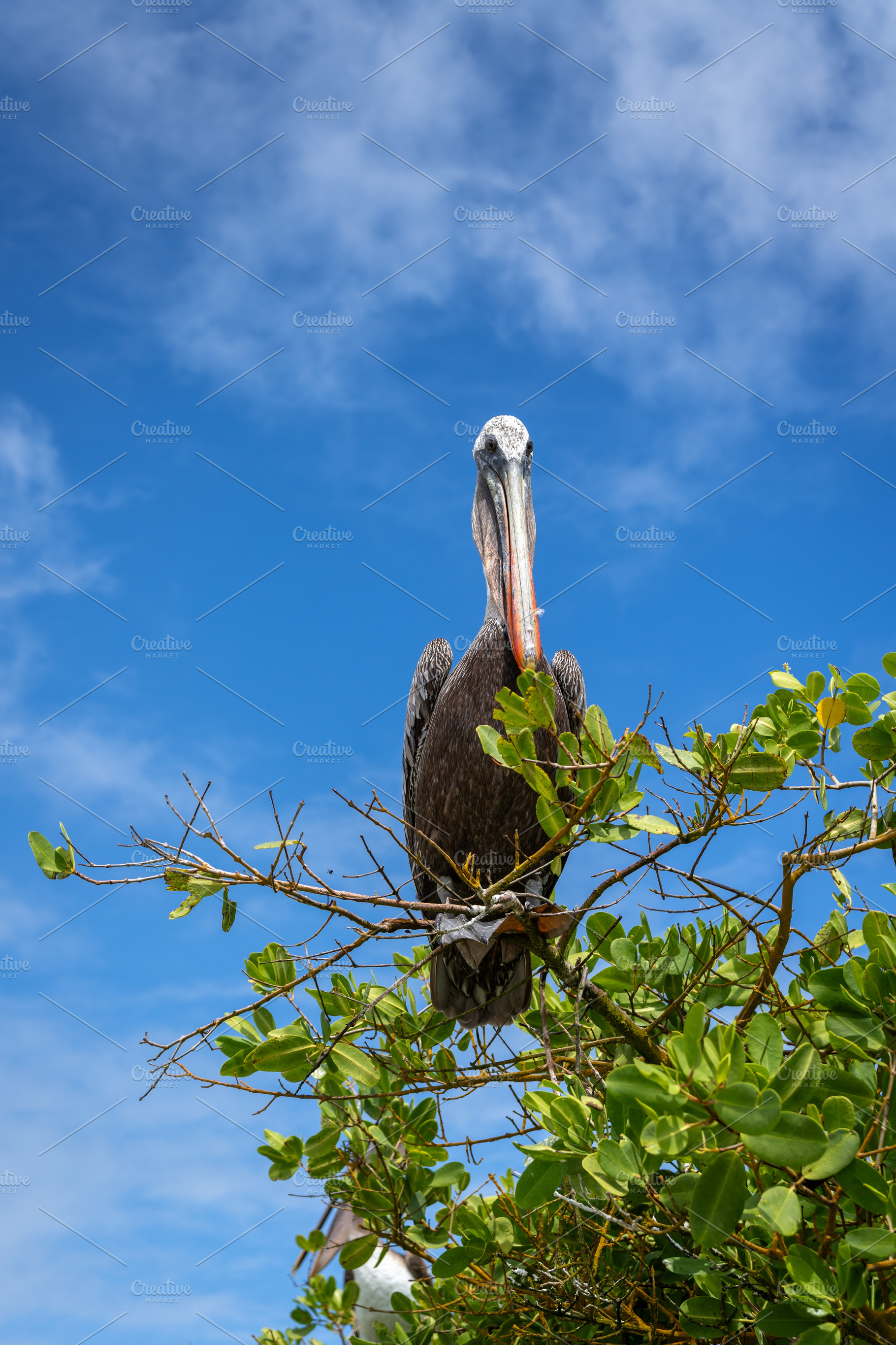 Brown Pelican perched in lush greenery of Isabela Island, an Animal Photo by GoodGoods