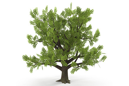 Old Oak Low Poly