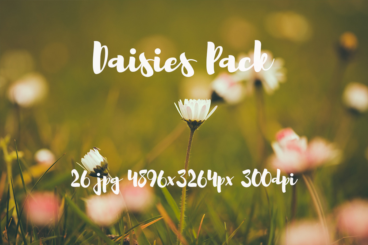 Daisies Pack, a Templates & Theme by ApertureVintage (Photo 7 of 14)