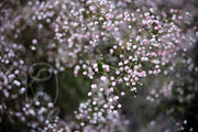 A Garden of Roses | Wedding, Events, a Nature Photo by Farewell (Thumbnail 28 of 41)