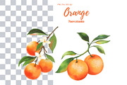 Orange clipart, a Decorative Illustration by 7nov.studio (Thumbnail 3 of 6)