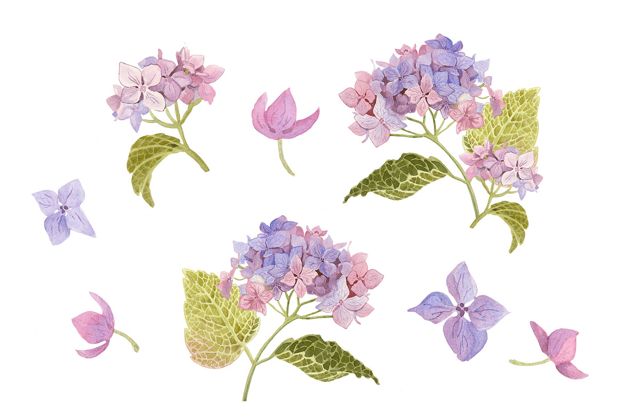 Watercolor  flowers of hydrangea, a Card Template by Nejumi (Photo 2 of 5)