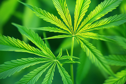 Marijuana featuring marijuana, hemp, and plant preview 2
