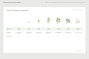 BBCH Growth Stages, Legume Crops, a Presentation Template by Ilia Design (Thumbnail 5 of 9)