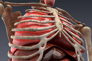 Animated Internal Organs, Skeleton