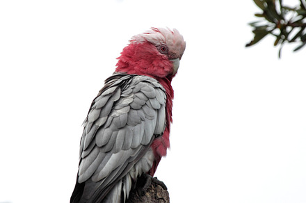 Galah eolophus roseicapilla featuring eolophus, roseicapilla, and australia